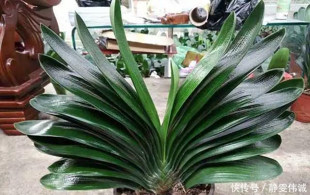 花盆底垫这几种东西，烂根问题彻底解决