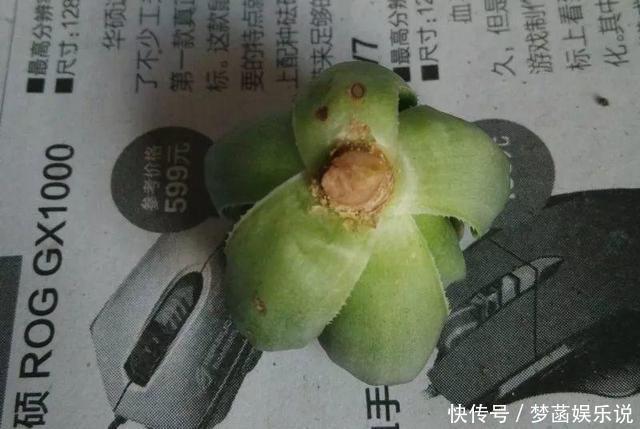 多肉|养多肉怕积水、烂根？用“2种东西”来养，再浇水都不怕