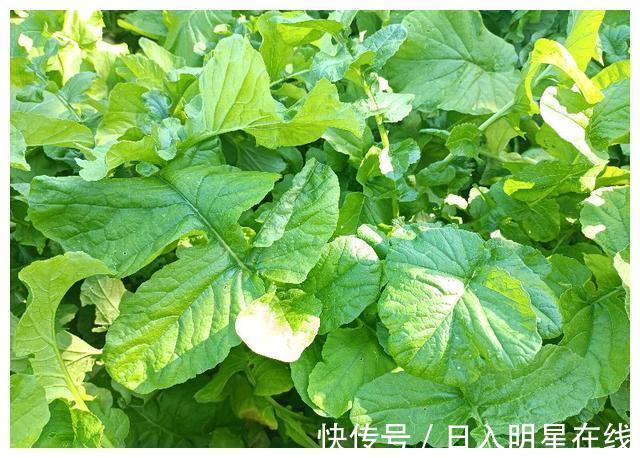 叶子|农村人只知道吃其果实,叶子被无情丢掉,殊不知叶子作用非常大