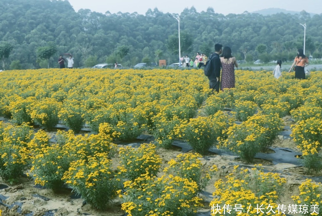 中年|留在鹤山过年，不知去哪里玩？这份攻略请收好！