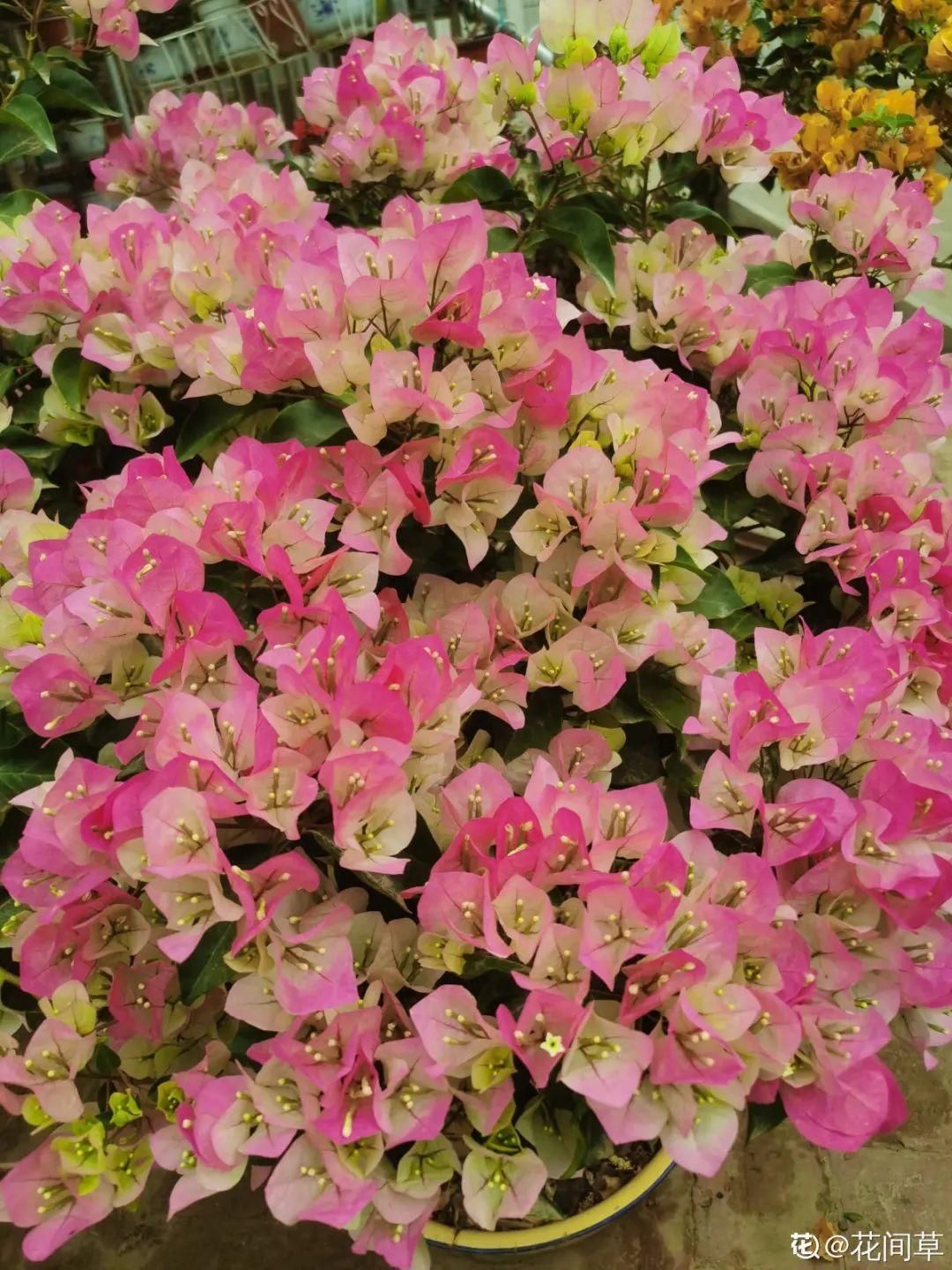 棒棒糖|从养花大神家，偷来3个爆花技巧，快学，24小时后删