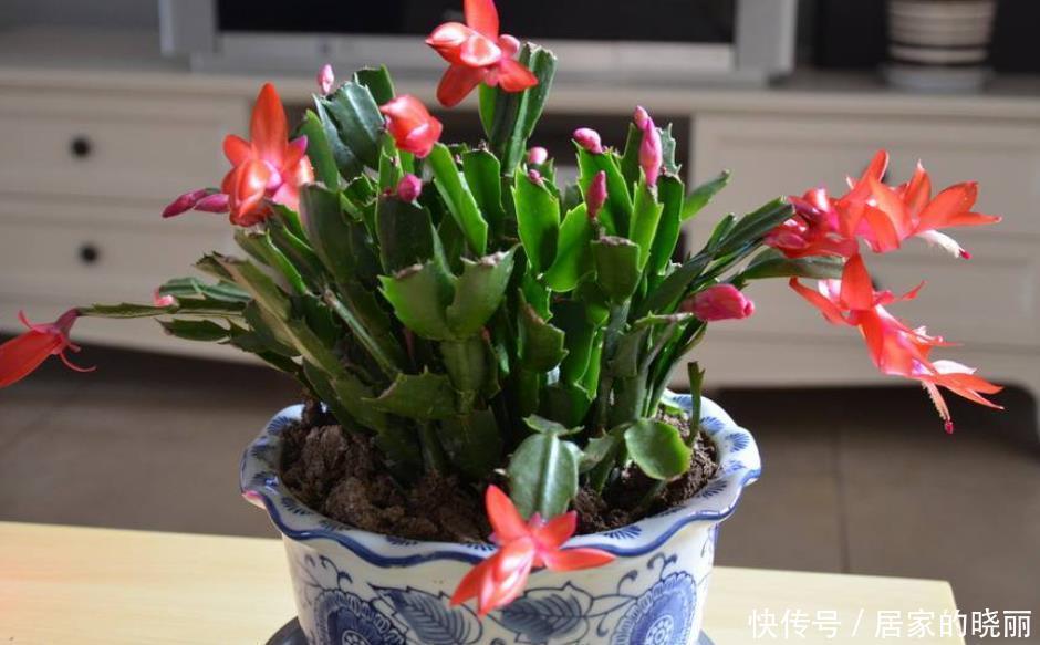 花苞|入冬了还不见蟹爪兰冒花苞,来几招催花好方法,立马就能见花苞