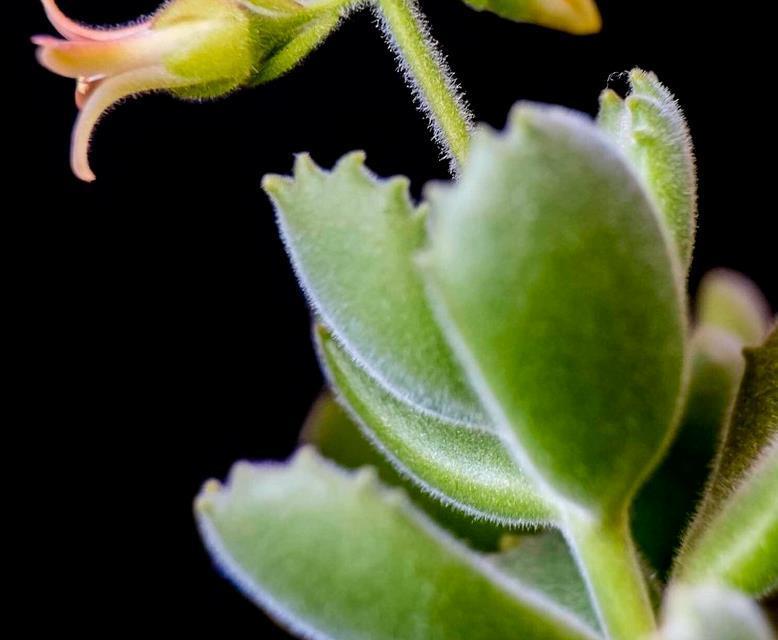 带你来认识萌翻了的熊童子