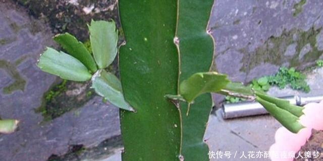 嫁接蟹爪兰长成大树太漂亮,手把手教给你,新手也养得好