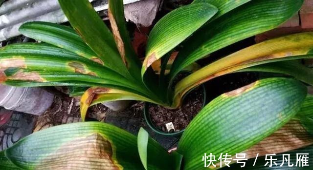 养花技巧快死的花,剪一刀立马活,还能再开花!