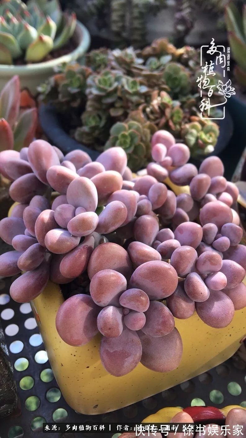 邂逅多肉，爱折腾的阳台党，总能收获简单纯粹的快乐！