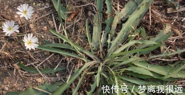 野菜|农村这种“野菜”,切记不要“连根拔”,只摘叶子吃就好