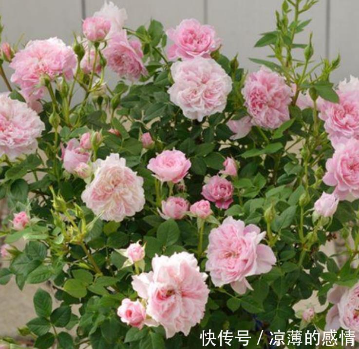 4种花养了就爆盆,好养易活开花漂亮,天天有花赏