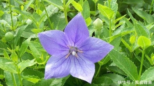  饭桌上不常见的野菜，吃过的人是少数，农村人才认识！