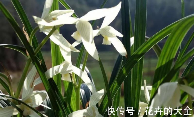 浇水|兰花中的珍品大雪素，花如其名雅致素朴，简单养殖就能爆盆