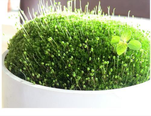 花友|花1分钟“挖青苔”,2周养成“微景观”,花友小盆景!