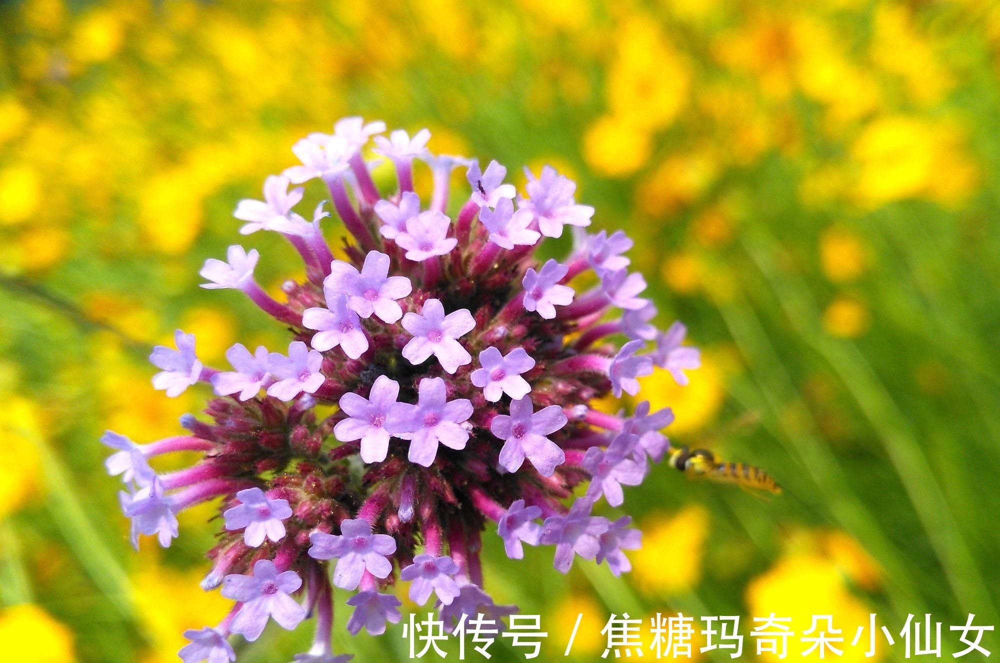 马鞭草|一种野草,为何常被插在垂危病人的床前?原来它被赋予了特殊功能