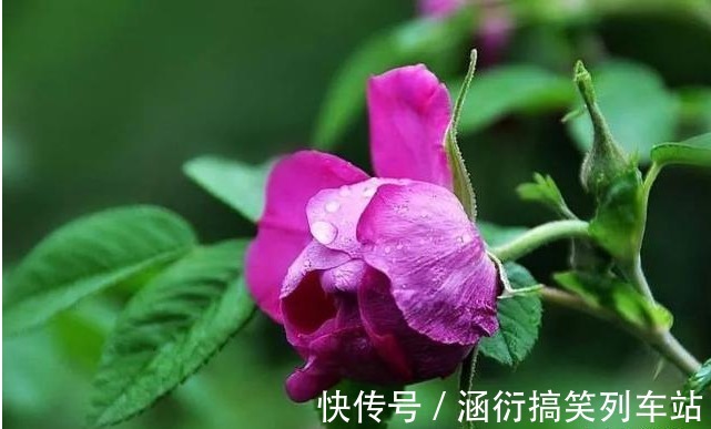 好处|立秋后,用蒲公英泡水,有五大好处,记住四个禁忌,常用三个搭配