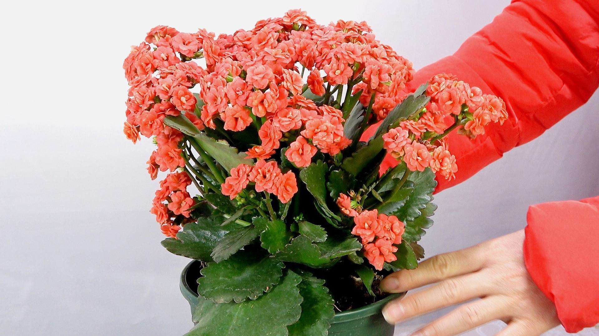 养花不开花,盆里缺了“它”,只浇一点点,飞快开花,刹不住闸