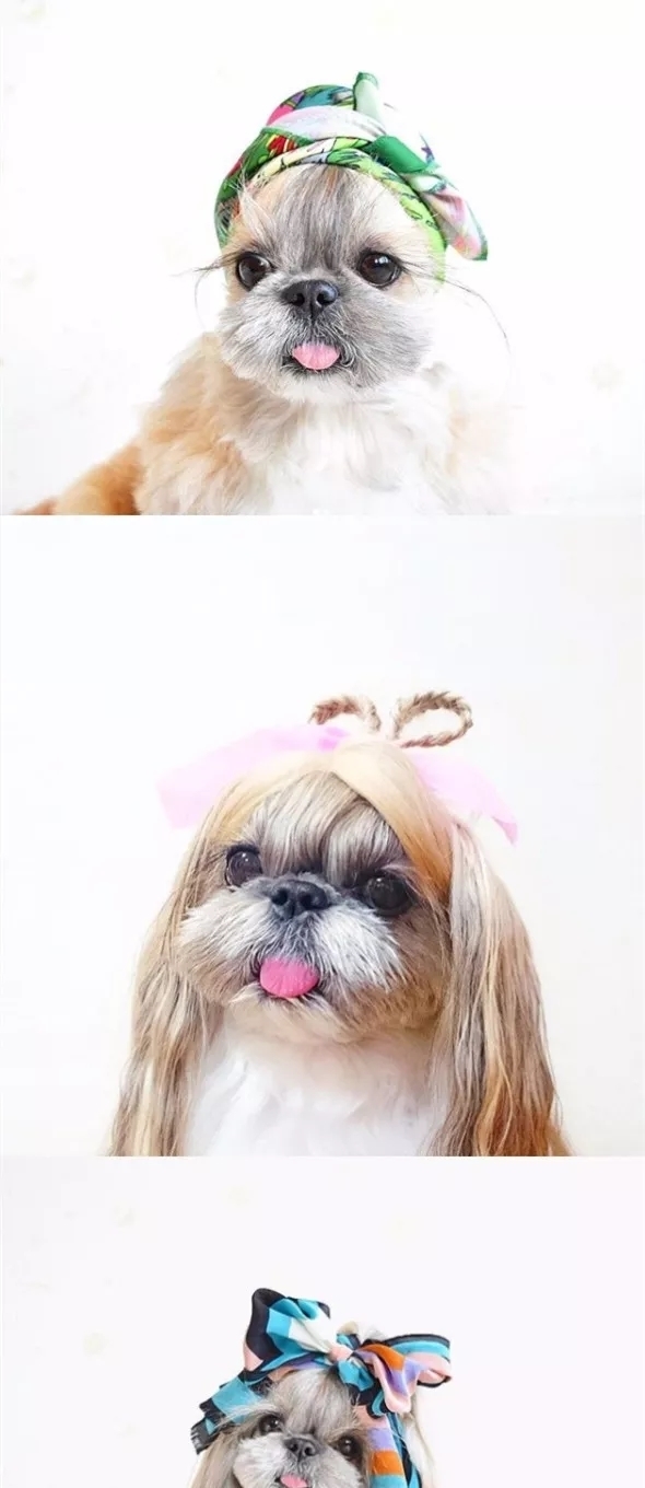 太可怕了,我的发型还没有一条狗好看!