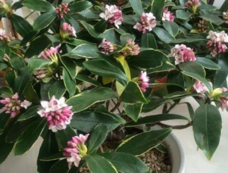 4种美丽的花,养在家里繁花似锦,清新脱俗,旺运一整年