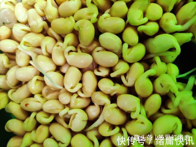 黄豆芽|用了我这办法，发黄豆芽不会变臭一次就成功，五天就长15厘米高！
