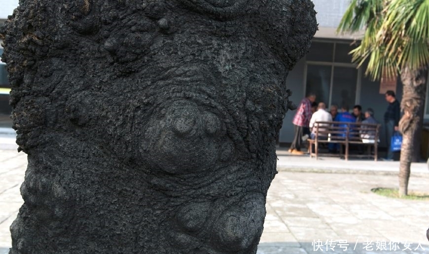 树干|五百年皂荚树,树干长出图案,密密麻麻如“天书”