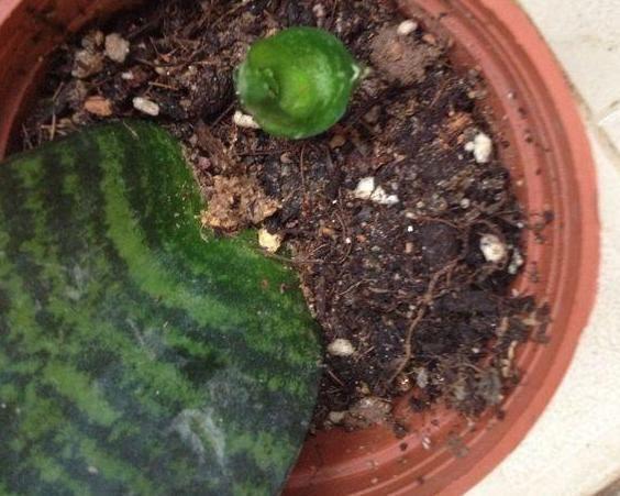 几种盆栽不必买，一片叶子丢土上，就能长爆一大盆！