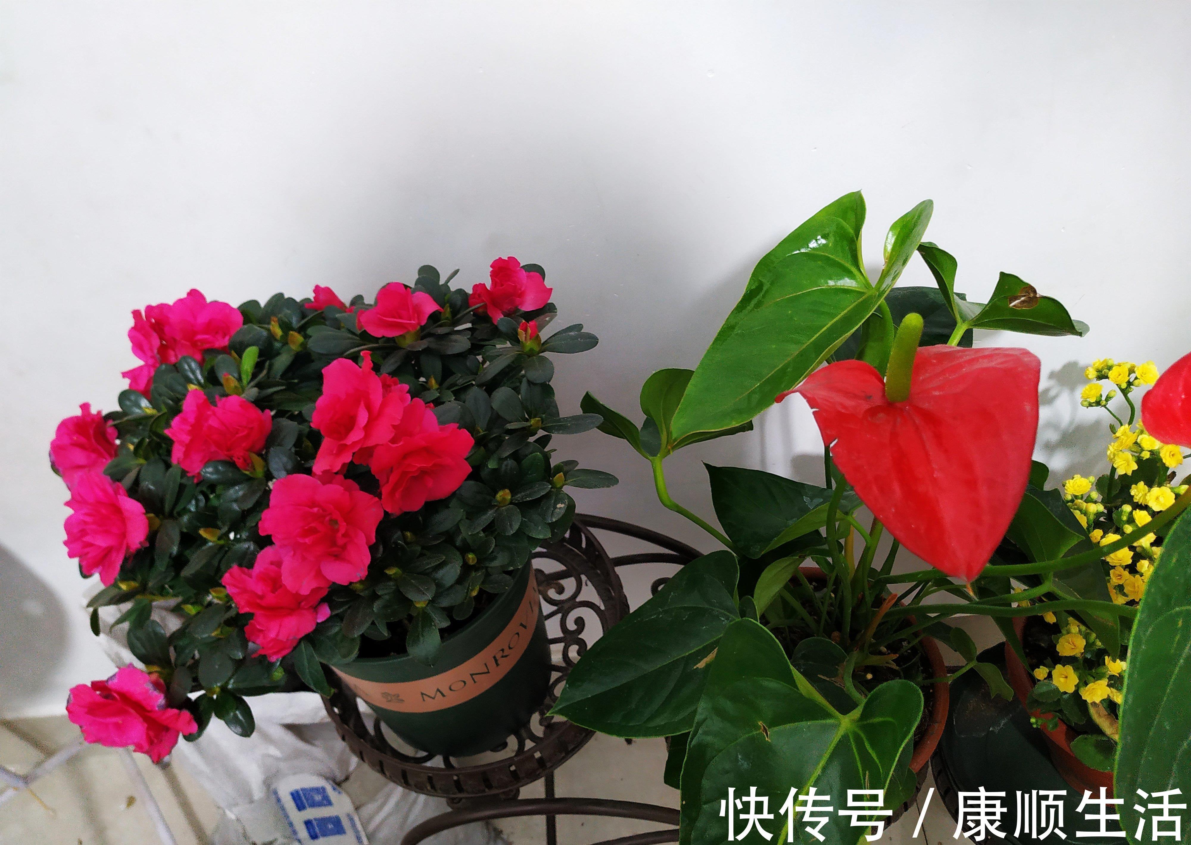 怪不得养花老是死,这些花都喜“酸水”,吃了酸不黄叶