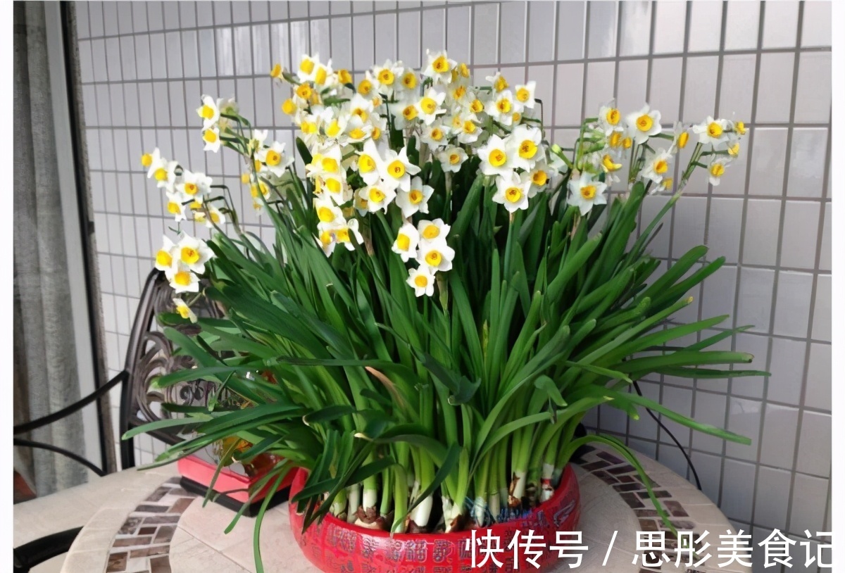 8种“富贵花”自带好运,花大优美,能养几十年,能值很多钱