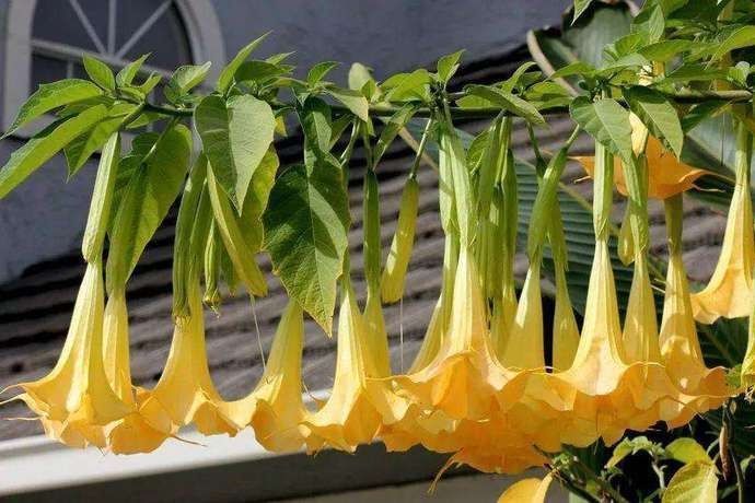 植物|野外多见全株有剧毒，村民却喜欢将其种在家中，这是为何呢