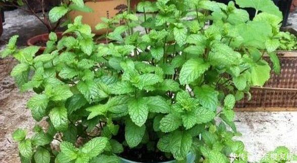 捡了一根枝条一粒种子,种出二十盆漂亮的花,根本不用花钱买花