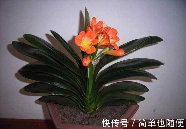 日常给“君子兰”浇水,是浇透好?还是不浇透好?快来看看吧