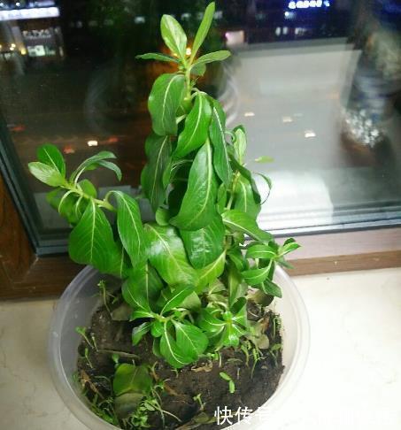 盆栽|长春花叶子蔫了咋回事,别着急,找准原因就能让它重焕生机