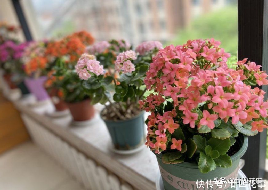 花草|秋天买花别买错,选这5款放阳台,一年开3季,个个“开花劳模”