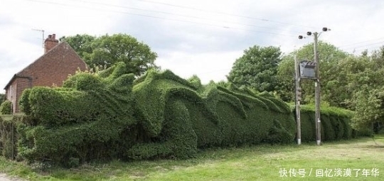 灌木丛|奇闻:男子将灌木丛修剪成龙?和传说中的龙有些差别