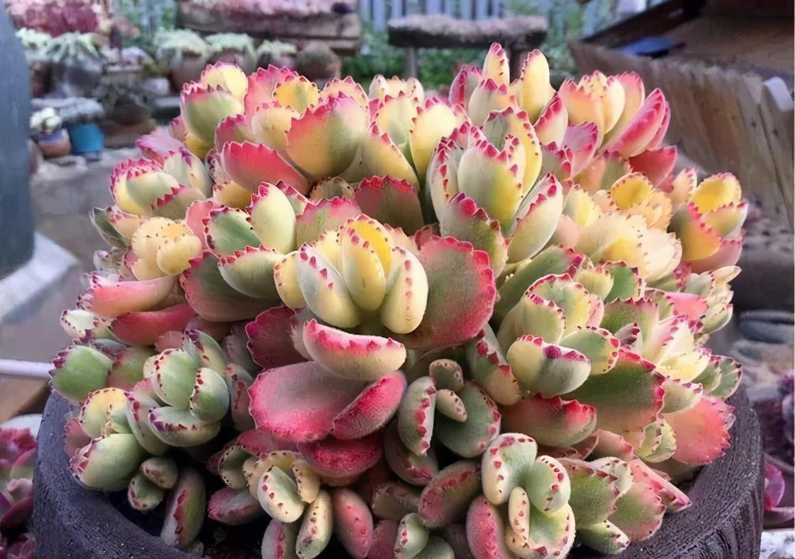 花盆|多肉总烂根,注意这三个小细节,催新芽冒白根,养成小老桩