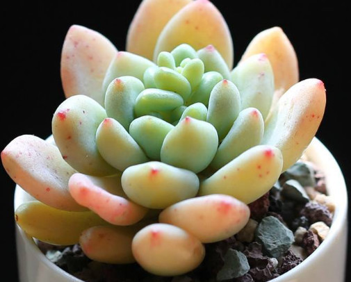 多肉凝脂莲怎么养更饱满教你3个小妙招，养出红润璀璨的凝脂莲