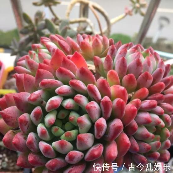 多肉蓝|秋天养多肉蓝苹果，“心狠手辣”长势好，养出极致状态美极了