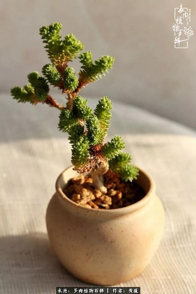 养了三年多肉，终于明白佛系养肉才是王道！