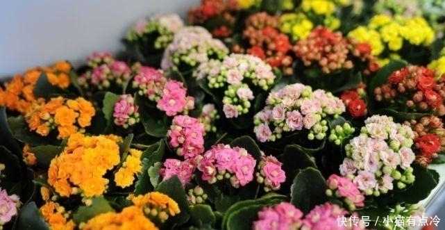 4种花高贵优雅，看了就让人沉醉，一年四季开花不断，阳台变花园