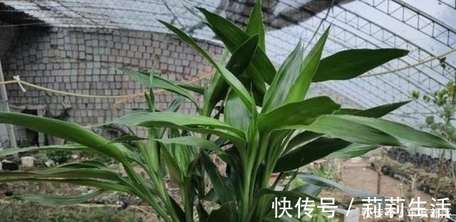 富贵竹最喜欢这些“东西”，花几块钱买一点，比阿司匹林靠谱多了