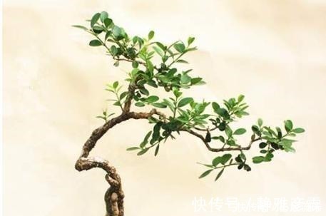 舍利干|盆栽案例欣赏,最贵的是舍利干,桃花类的美极了!