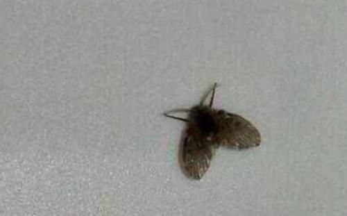 厕所有小飞虫教你1个简单方法,一辈子都再也没有小飞虫烦恼