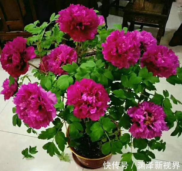 想要在家栽种牡丹花，请牢记3点，花期一到阳台、庭院成花海