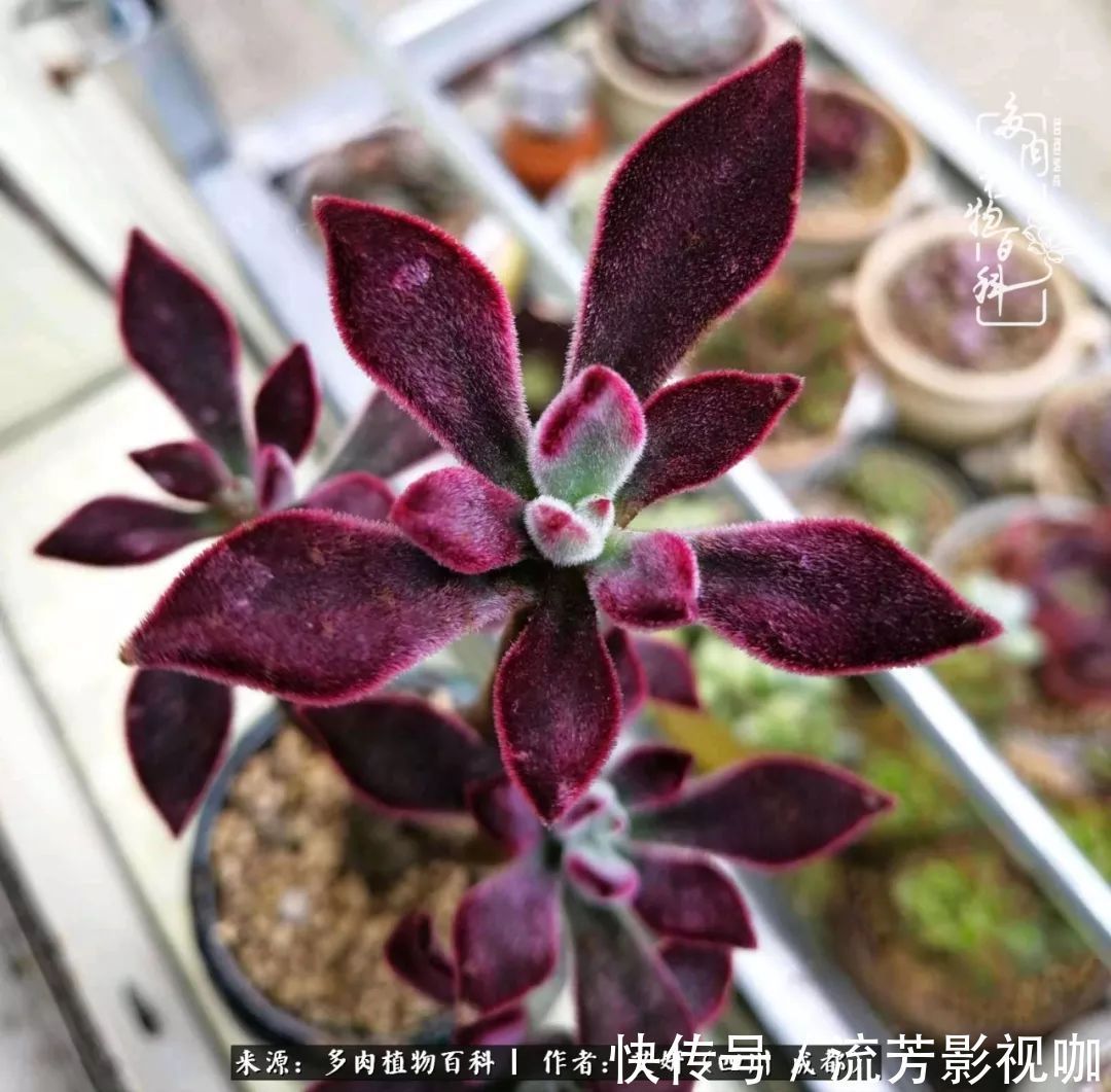 多肉|人生有时候就像多肉,不是不出彩,只是经历的时光还不够!