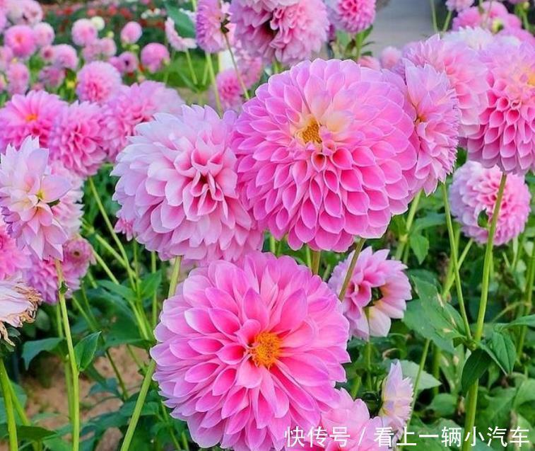 花朵|3种花花朵硕大、花期长,看了就让人沉醉,年年开花不断,美!