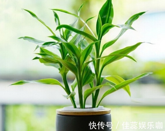 “富贵又招财”的4种花,养在家里富贵吉祥,从年头旺到年尾!