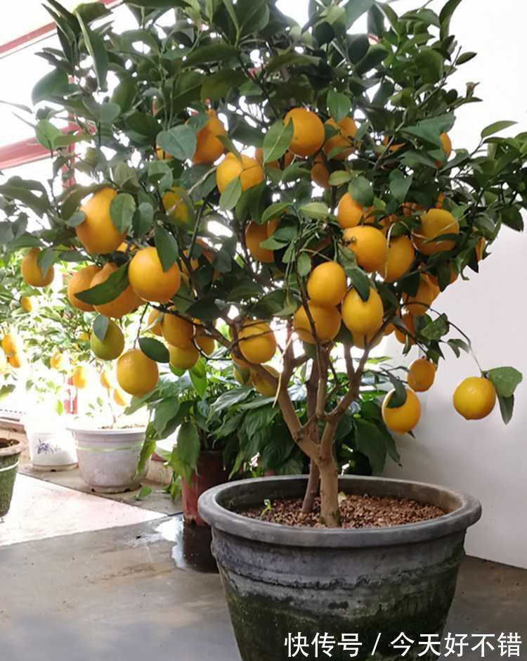 柠檬树|卧室不要乱养花,4种“催眠花”,净化夜间空气,一觉睡到大天亮