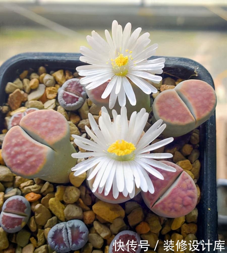 别急|多肉开花别急着剪,先养一养,不比多肉差