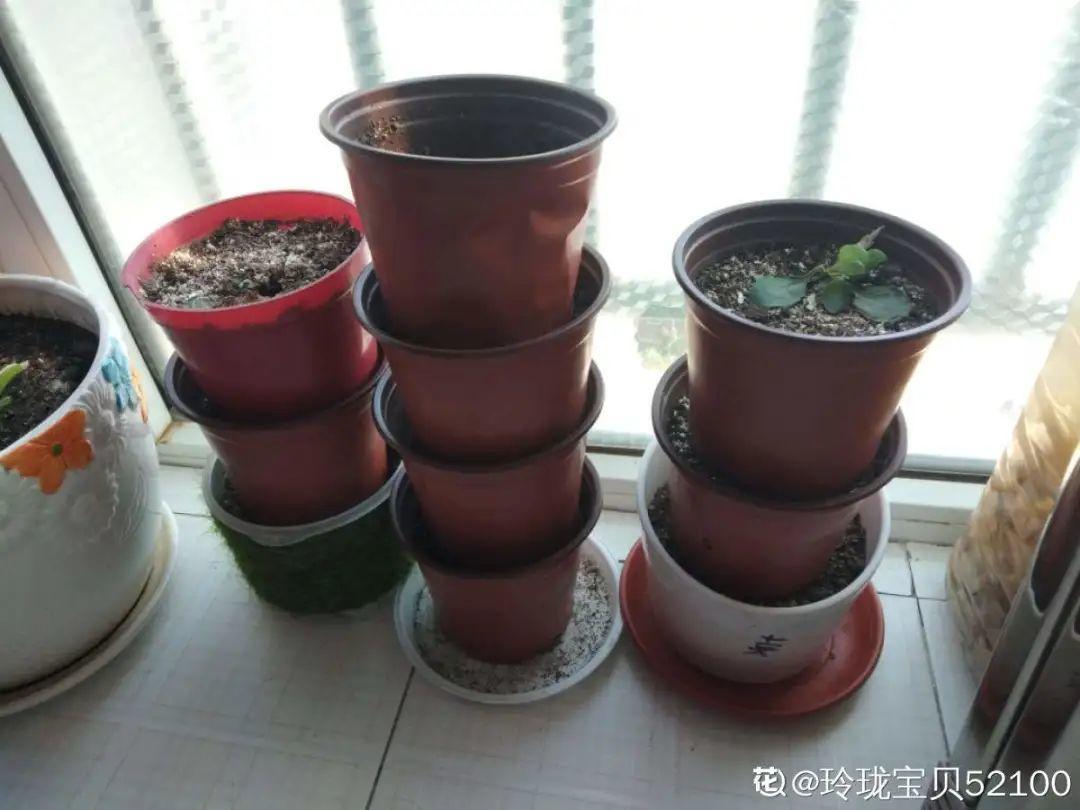 花苞|公认难养的花,养一盆死一盆,从来没有养活过!