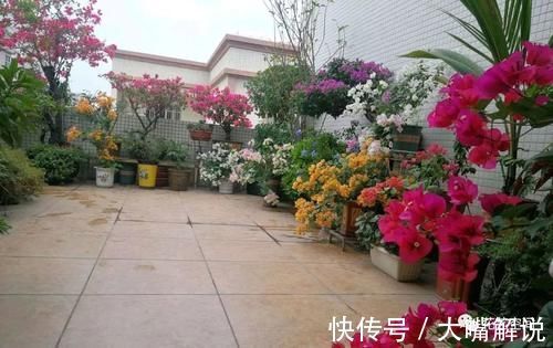 养分|养三角梅,用一种废渣,满树的花苞,开花一次接一次