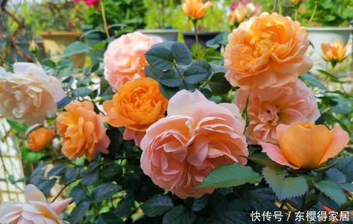 漂亮|家里养此款花卉,便宜又好养,盆盆开成大花球,太漂亮了!