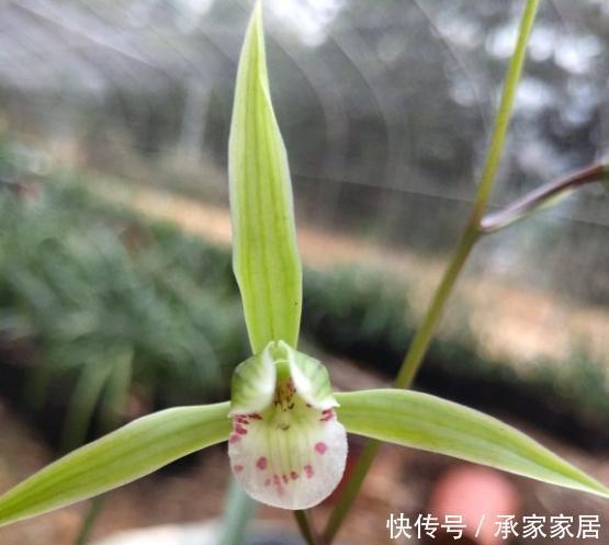 兰科植物|好的寒兰,叶是怎样的?花是怎样的?整体形态又是怎样的