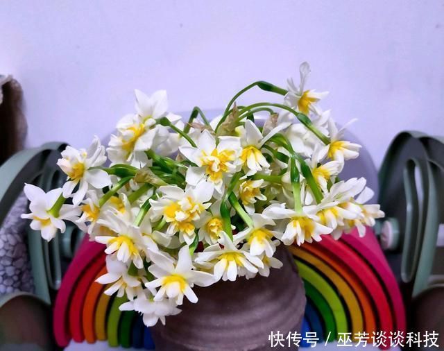 水仙花|水仙花徒长太高易倒伏怎么办喷喷矮壮素,水仙矮壮开花比碗大